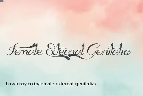 Female External Genitalia