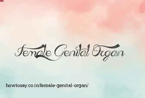 Female Genital Organ