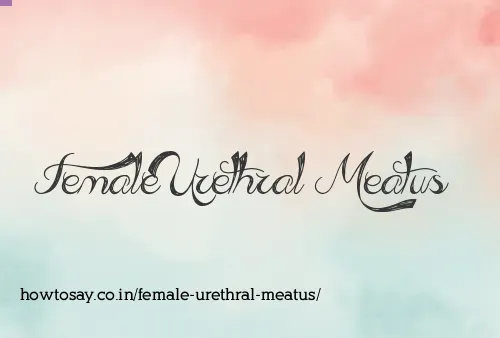 Female Urethral Meatus