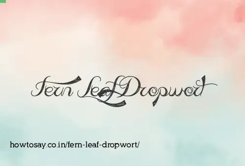Fern Leaf Dropwort