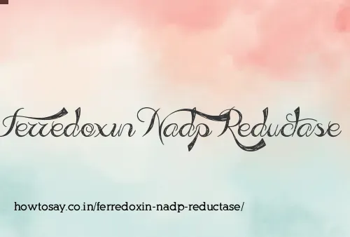 Ferredoxin Nadp Reductase