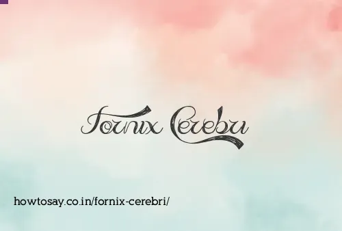 Fornix Cerebri