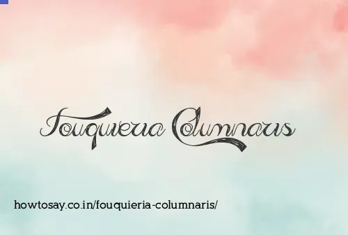 Fouquieria Columnaris