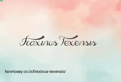 Fraxinus Texensis