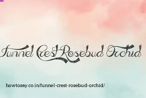 Funnel Crest Rosebud Orchid