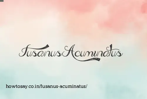 Fusanus Acuminatus