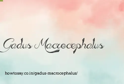 Gadus Macrocephalus