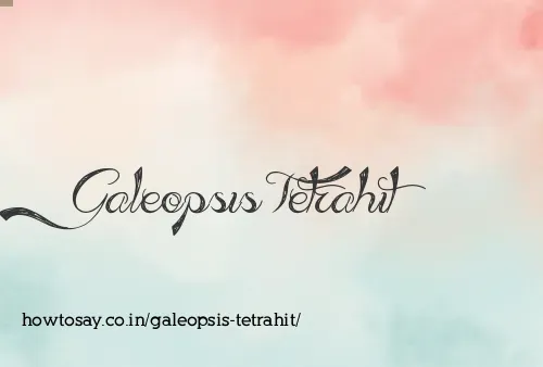 Galeopsis Tetrahit