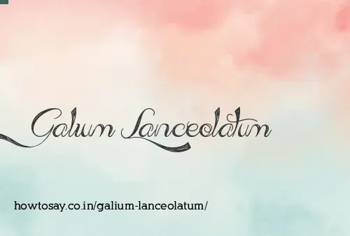 Galium Lanceolatum