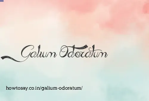 Galium Odoratum