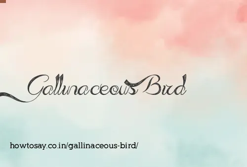 Gallinaceous Bird