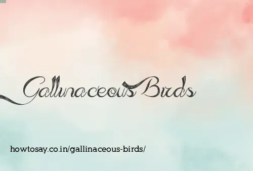 Gallinaceous Birds