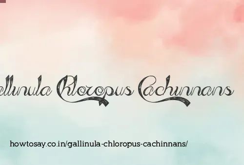 Gallinula Chloropus Cachinnans