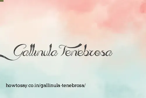 Gallinula Tenebrosa