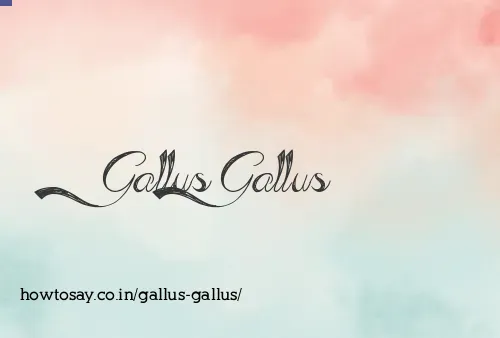 Gallus Gallus