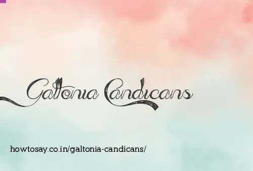 Galtonia Candicans