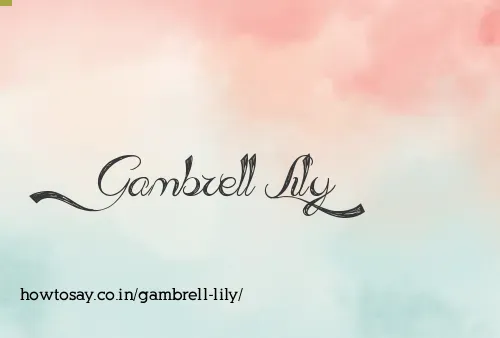 Gambrell Lily