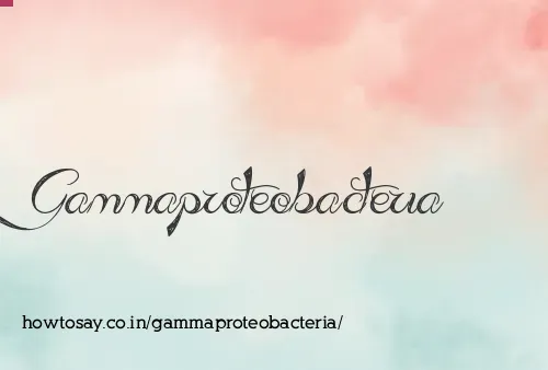 Gammaproteobacteria