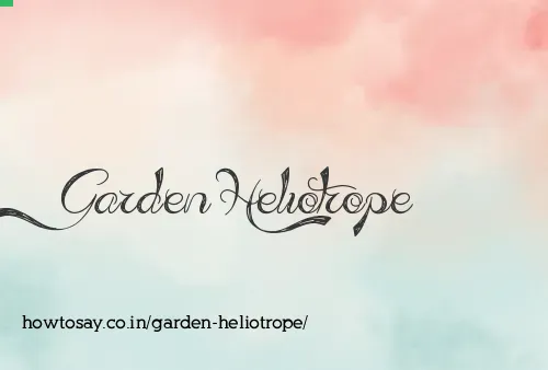 Garden Heliotrope