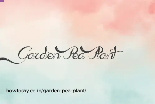 Garden Pea Plant