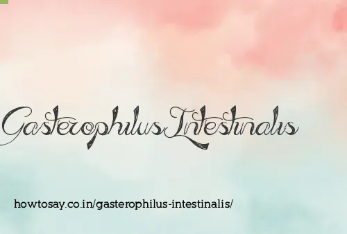Gasterophilus Intestinalis