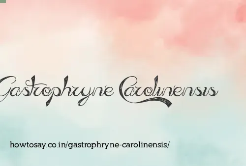 Gastrophryne Carolinensis