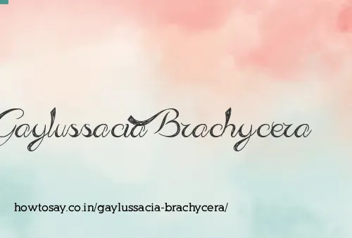 Gaylussacia Brachycera