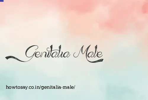 Genitalia Male