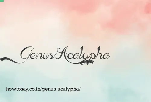 Genus Acalypha