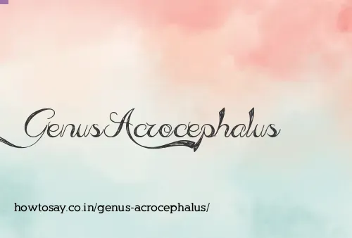 Genus Acrocephalus