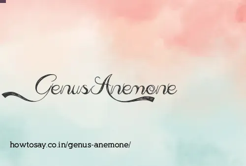 Genus Anemone