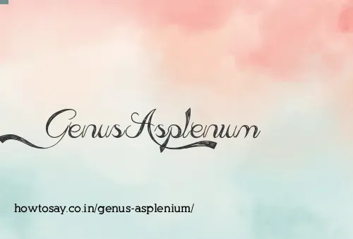 Genus Asplenium