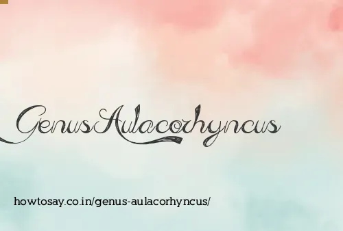 Genus Aulacorhyncus