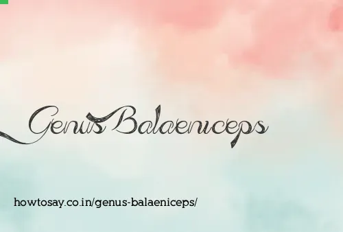 Genus Balaeniceps