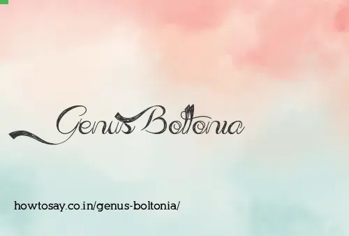 Genus Boltonia