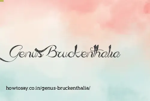 Genus Bruckenthalia