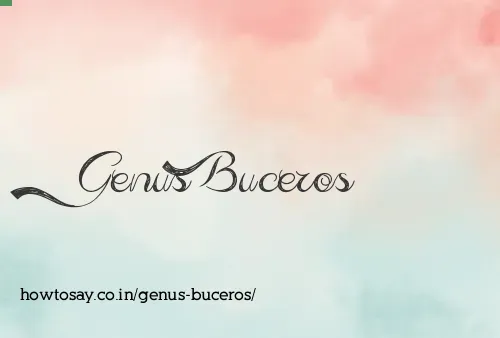 Genus Buceros