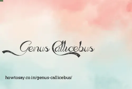 Genus Callicebus