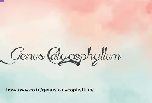 Genus Calycophyllum