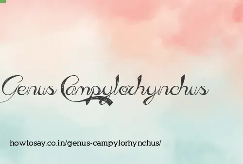 Genus Campylorhynchus