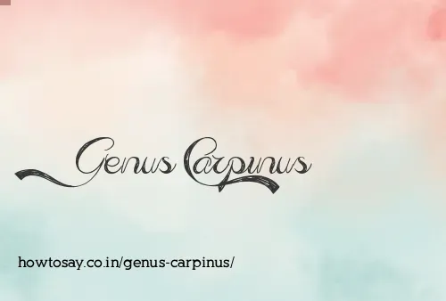 Genus Carpinus