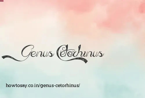 Genus Cetorhinus
