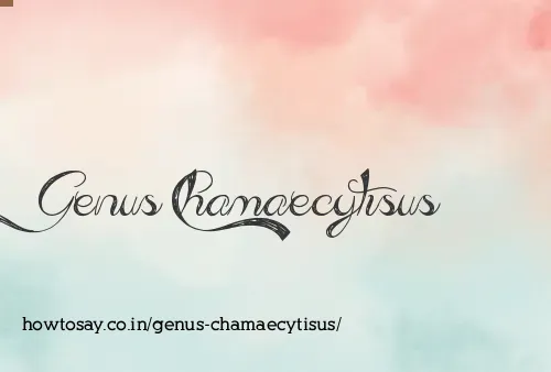 Genus Chamaecytisus