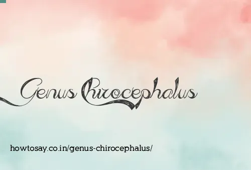 Genus Chirocephalus
