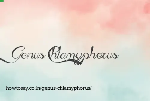 Genus Chlamyphorus