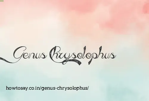 Genus Chrysolophus