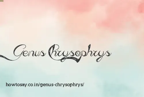 Genus Chrysophrys