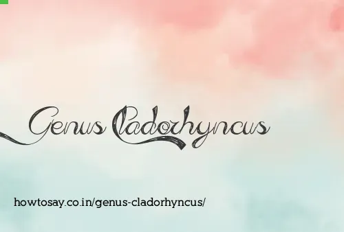 Genus Cladorhyncus