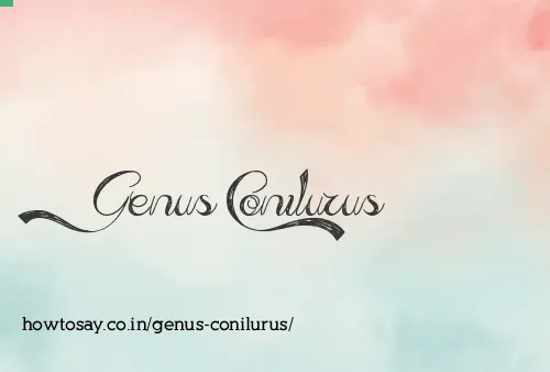 Genus Conilurus