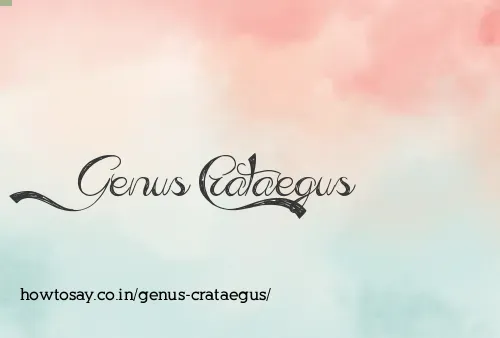 Genus Crataegus